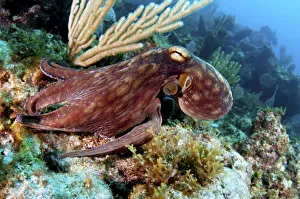 Common octopus (Octopus vulgaris) on a coral reef in The Bahamas. August