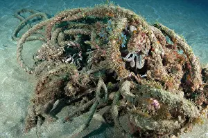 Environmental Issues Prints: Common octopus (Octopus vulgaris) hiding among algae covered rubbish on seabed