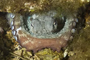 Images Dated 23rd July 2009: Common octopus (Octopus vulgaris) in hole, Larvotto Marine Reserve, Monaco, Mediterranean Sea