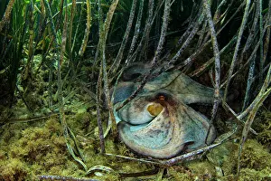 Octopus Heteropus Prints: Common octopus (Octopus vulgaris) performing warning display on seabed