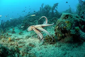 Italy Prints: Common octopus (Octopus vulgaris) swimming over seabed