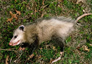 Common opossum {Didelphis marsupialis} playing dead as defence strategy