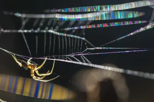 August 2021 Highlights Prints: Common Orb Weaver (Metellina sp. ) male. With the camera at a very precise angle to