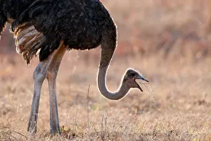 Ratite Prints: Common ostrich (Struthio camelus) male
