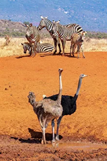 Equus Quagga Prints: Common ostriches (Struthio camelus)