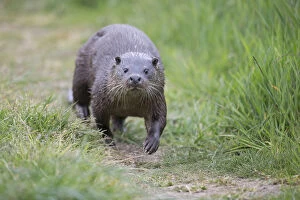 Common otter (Lutra lutra) Norfolk UK May