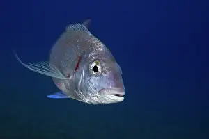 Common pandora (Pagellus erythrinus) portrait, Tenerife, Canary Islands, Atlantic Ocean