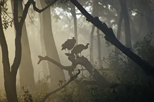 Misty Prints: Common peafowl (Pavo cristatus) perched on trees at dawn, Western Ghats, Southern India
