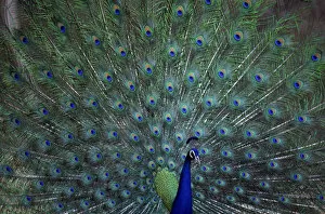 Images Dated 3rd April 2003: Common Peafowl (Peacock) male displaying, India
