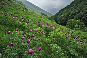 Common peony (Paeonia officinalis) flowers, Valle di Canatra, Monti Sibillini National Park