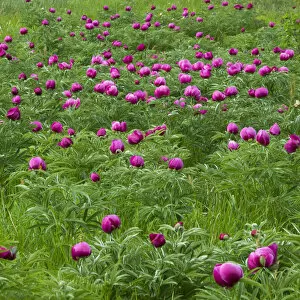 Common peony (Paeonia officinalis) flowers in a meadow, Valle de Canatra, Sibillini NP