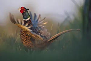 Surprise Prints: Common pheasant (Phasianus colchicus) male flapping wings and calling