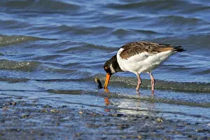 Oystercatcher Prints: Common pied oystercatcher (Haematopus ostralegus) cleaning Razor clam (Ensis sp)