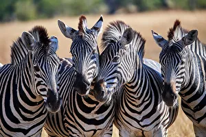 Four Common / Plains Zebras (Equus quagga) standing side by side, portrait, Okavango Delta, Botswana, Africa