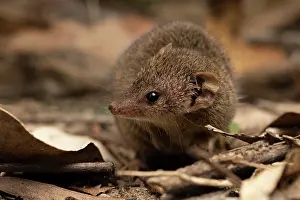 Marsupialia Prints: Common planigale (Planigale maculata) foraging in leaf litter