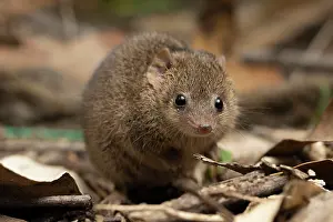 Marsupialia Prints: Common planigale (Planigale maculata) foraging in leaf litter