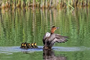 Duck Prints: Common pochard (Aythya ferina) female with chicks flapping wings in pond