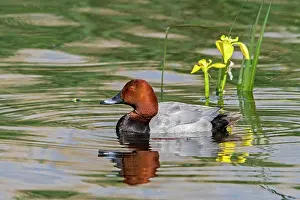 Duck Prints: Common pochard (Aythya ferina) male, swimming in pond, La Brenne, Indre, France. May