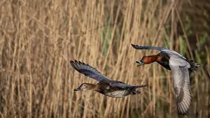 Duck Prints: Common pochard (Aythya ferina) pair in flight with reedbeds behind