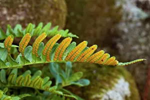 Pteridophytina Prints: Common polypody fern (Polypodium vulgare) growing on a stone wall