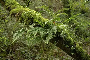 Pteridophytina Prints: Common polypody fern (Polypodium vulgare) on Oak tree (Quercus sp)