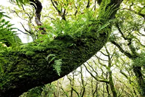 Pteridophytina Prints: Common polypody (Polypodium vulgare) ferns on moss-covered Sessile oak (Quercus petraea)