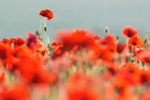 Papaver Prints: Common poppies (Papaver rhoeas) backlit in evening light