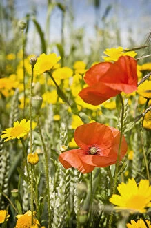 Common poppies (Papaver rhoeas) and Corn marigold (Chrysanthemum segetum) growing in a Wheat field