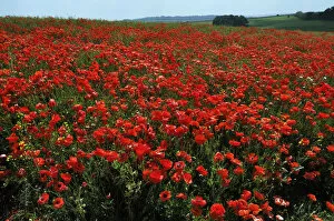 Common poppies (Papaver rhoeas) in field, Chicklade, Wiltshire, England, July