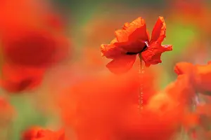 Papaveraceae Prints: Common poppies (Papaver rhoeas) in flower