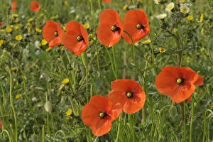 Agriculture Gallery: Common poppies (Papaver rhoeas) growing in a consevation margin, RSPB Hope Farm reserve