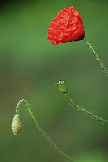 Common poppy bud, flower and seedhead {Papaver rhoeas} Belgiu