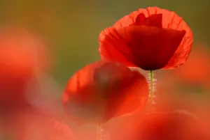 Arty Prints: Common poppy {Papaver rhoeas} flower, Cornwall, UK