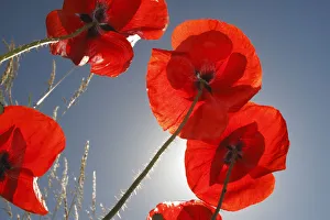 Images Dated 16th June 2009: Common poppy (Papaver rhoeas) flowers, Lagadin village region, east shore Lake Ohrid