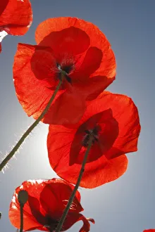 Images Dated 16th June 2009: Common poppy (Papaver rhoeas) flowers, Lagadin village region, east shore Lake Ohrid