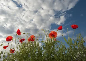 Meadowland Prints: Common poppy (Papaver rhoeas) flowers, France, May 2009