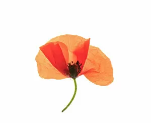 April 2023 Highlights Collection: Common poppy (Papaver rhoeas) on LED light panel, studio environment