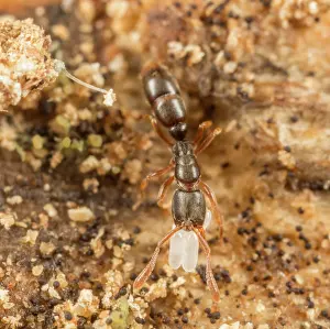Eggs Prints: Common porthole ant (Ponera pennsylvanica) worker carrying eggs, Pennsylvania, USA. July