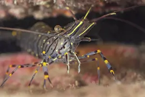 Shrimp Prints: Common prawn (Palaemon serratus) sheltering under rocky overhang