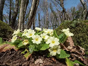 Primulaceae Prints: Common primrose (Primula vulgaris) in flower in woodland
