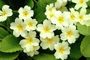 Flowers Collection: Common primroses {Primula vulgaris} in flower, near Bradworthy, Devon, UK