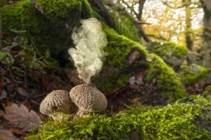 Common puffball fungus (Apioperdon pyriforme) emitting spores into the air