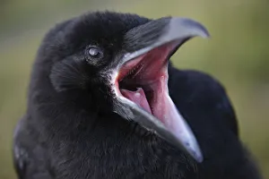Common raven (Corvus corax) calling, beak open, The Burren, County Clare, Ireland