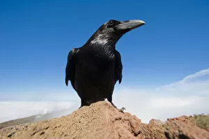 Images Dated 23rd March 2009: Common raven (Corvus corax) perched on rock, La Caldera de Taburiente National Park