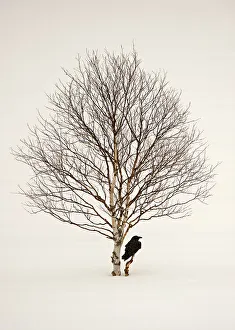 Common raven (Corvus corax) perched in snow beside birch tree, Finland, March