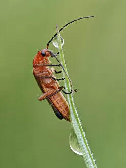 Common red soldier beetle (Rhagonycha fulva) climbing up grass with dew drops