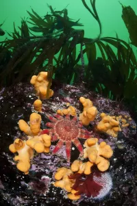 Common / Red sunstar (Crossaster papposus) amongst Dead mans fingers (Alcyonium