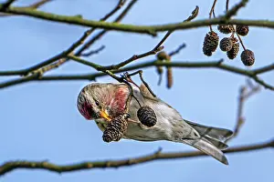 Fagales Prints: Common redpoll (Acanthis flammea) male eating seeds from catkins on European black alder tree (Alnus glutinosa)