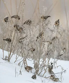 Common redpoll (Acanthis flammea), flock feeding, Finland, January