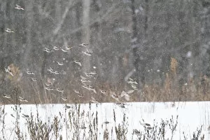Common redpolls (Acanthis flammea) flock in flight during snowstorm, New York, USA